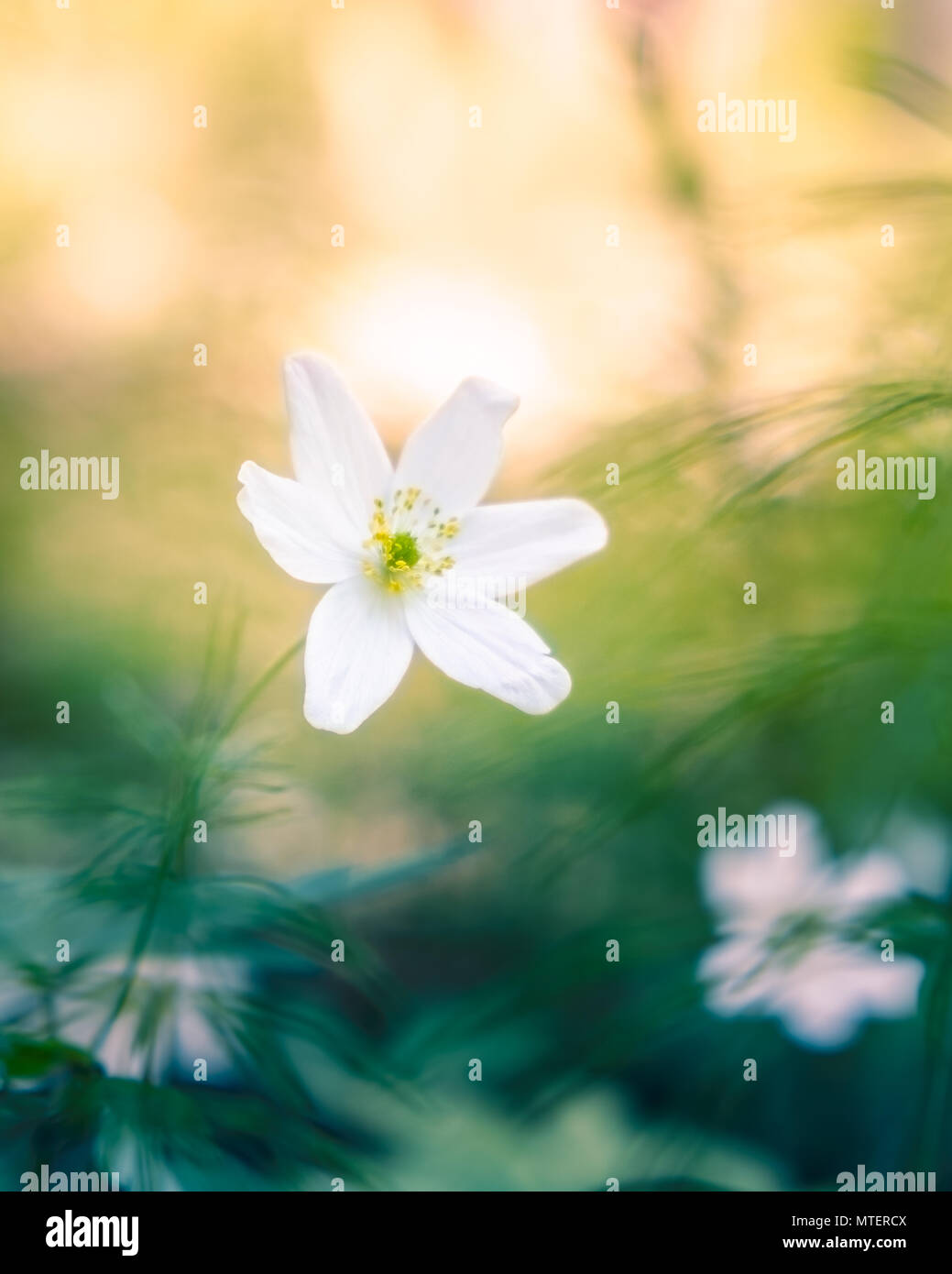 Beautiful white flower with bokeh background and evening sunlight in Finland Stock Photo