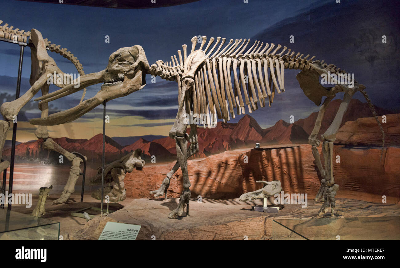 Platybelodon danovi, Turpan museum, Turpan, Xinjiang, China Stock Photo