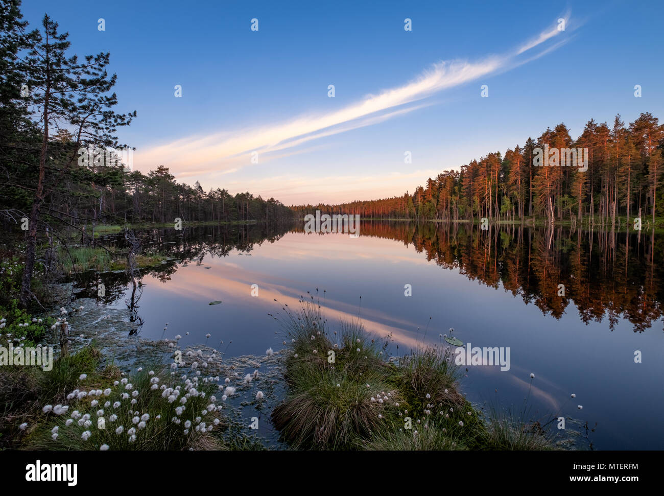 Scenic lake view with flowers and sunset at peaceful evening in Finland Stock Photo