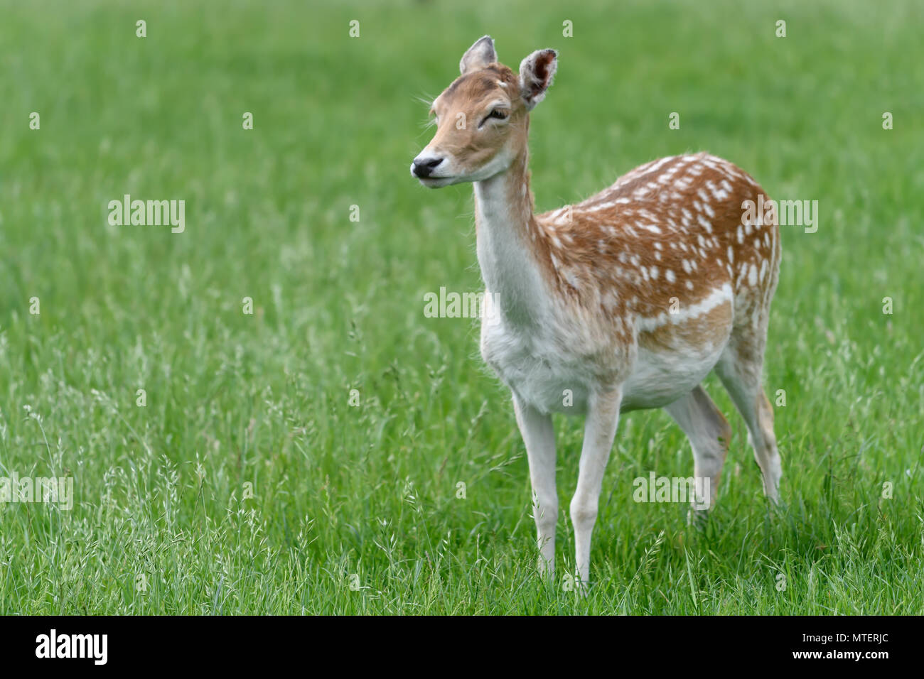 Young Deer in a meadow Stock Photo - Alamy