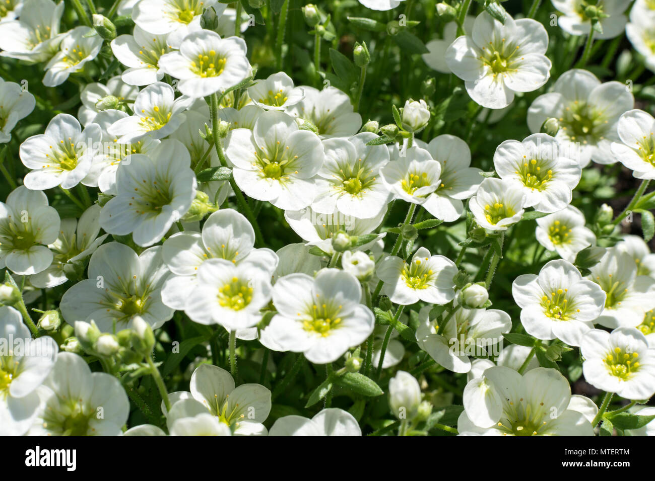 Saxifraga Touran large white rockery plant Stock Photo