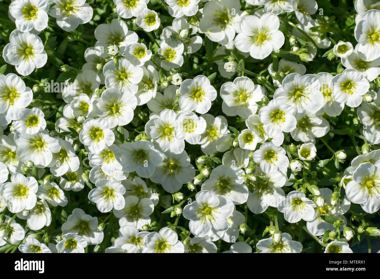 White rockery plant hires stock photography and images Alamy