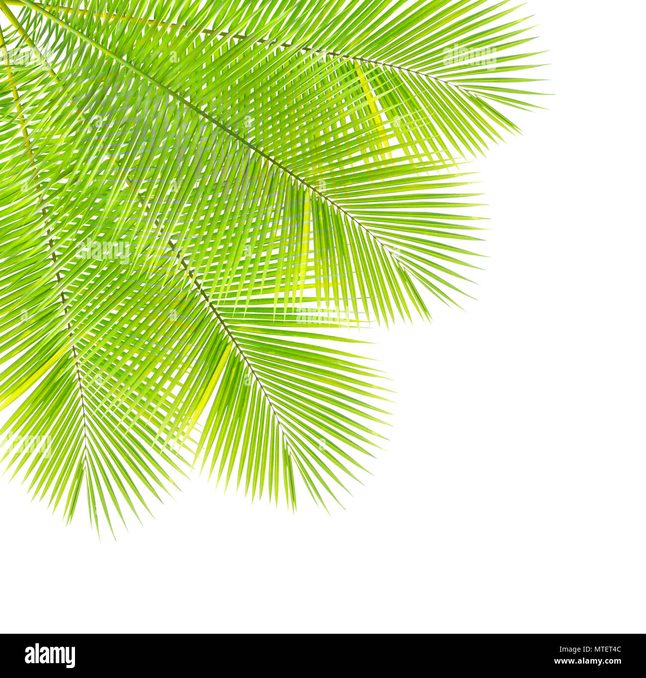 Palm leaf isolated on white background Stock Photo - Alamy