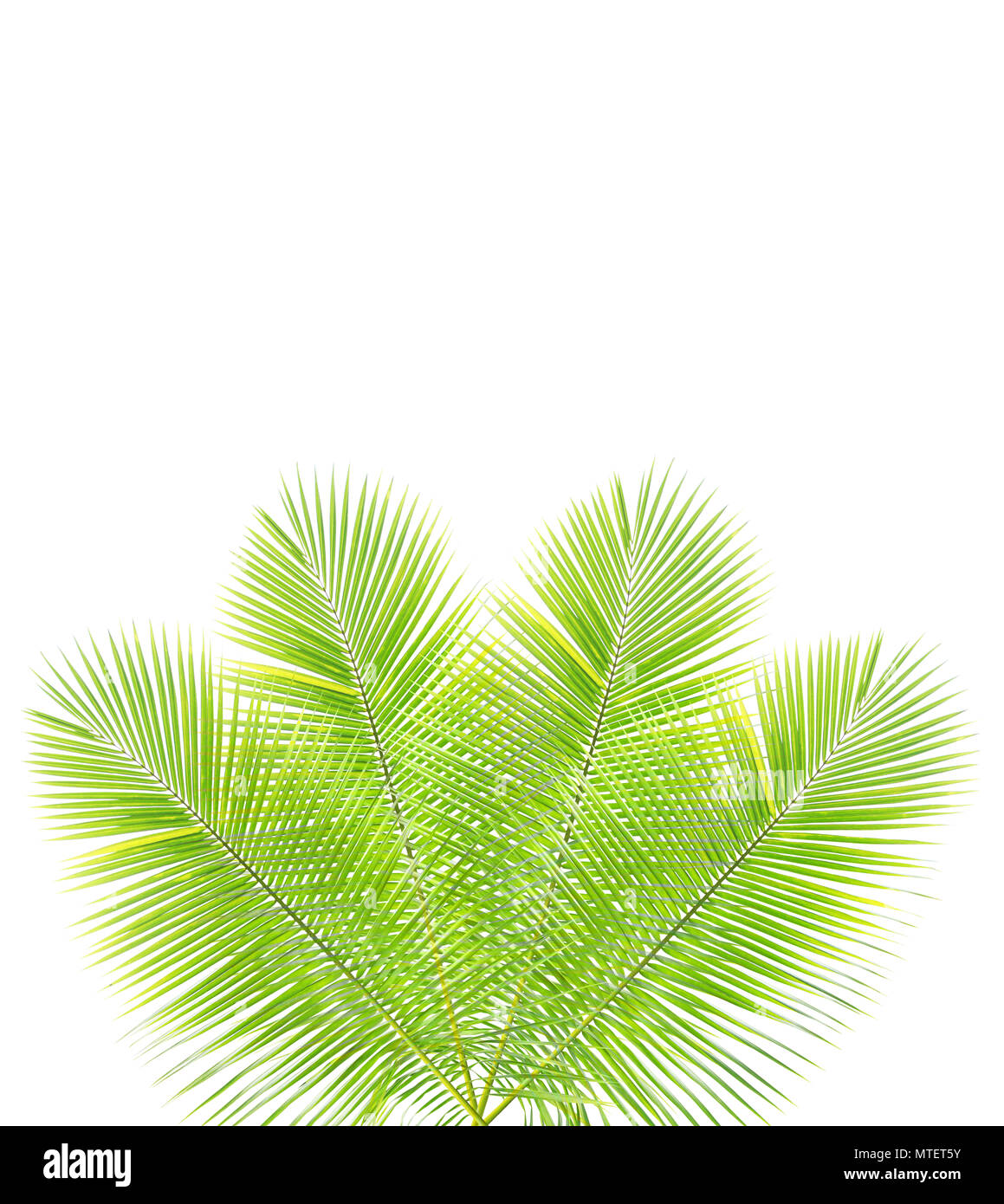 Palm leaf isolated on white background Stock Photo - Alamy