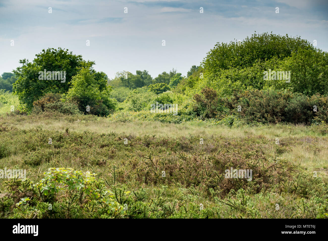 View of dwarf gorse, grasses and trees in early summer, morning on Turbary Common, Dorset, England, United Kingdom Stock Photo