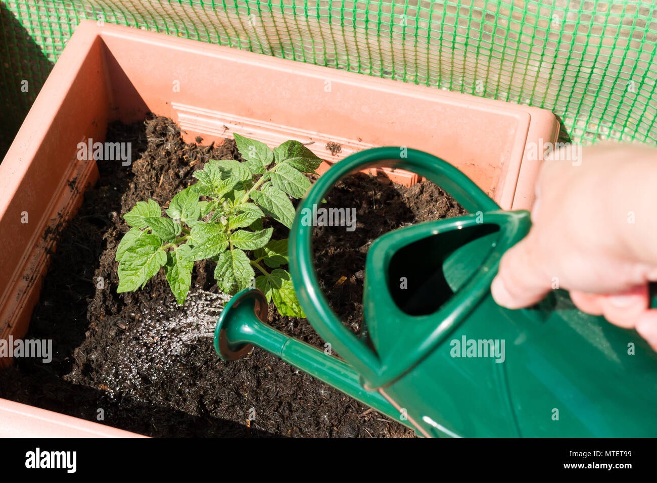 Watering a growing Totem dwarf tomato plant in a garden pot, summertime, Dorset, United Kingdom Stock Photo