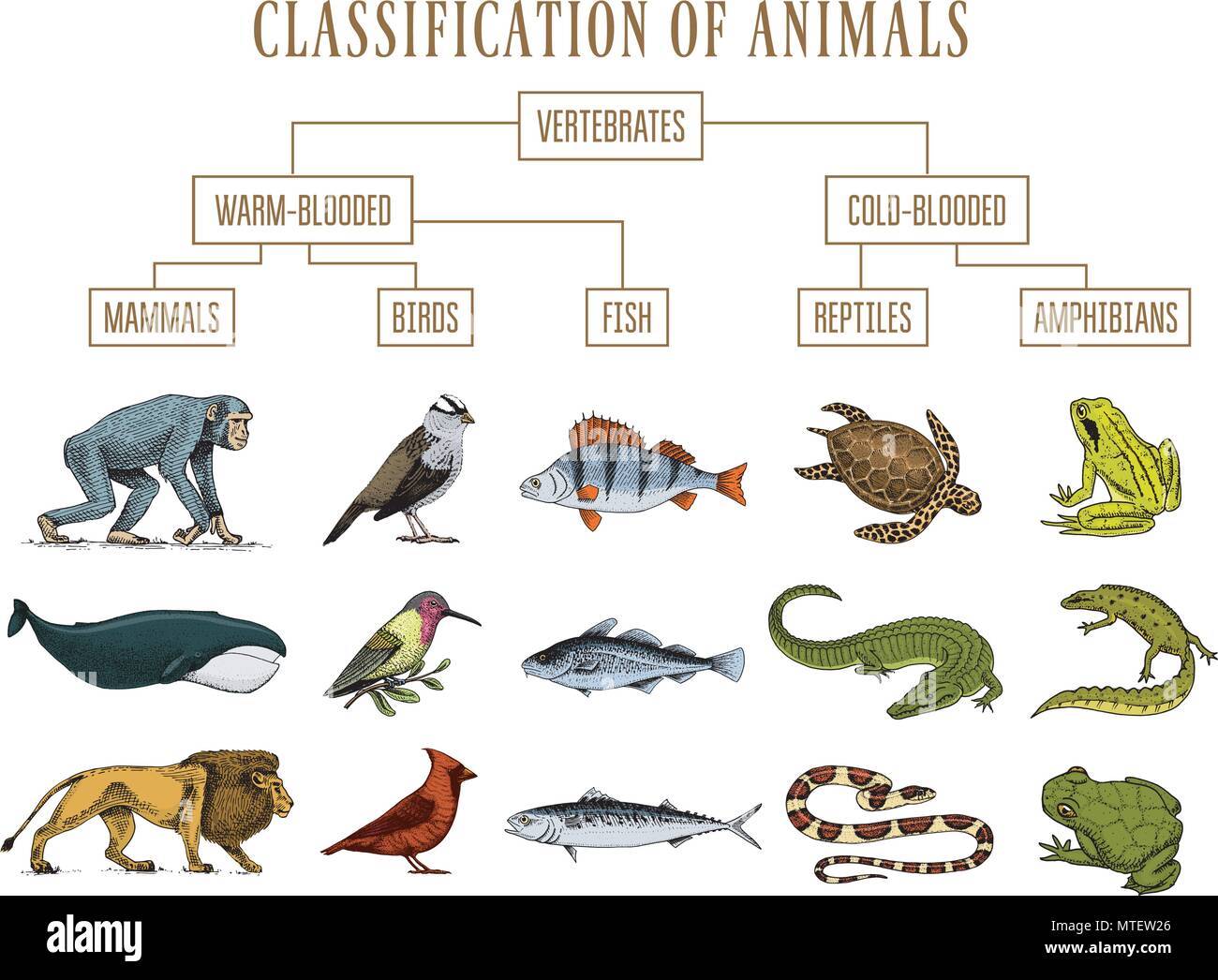 Classification of Animals. Reptiles amphibians mammals birds. Crocodile  Fish Lion Whale Snake Frog. Education diagram of biology. Engraved hand  drawn old vintage sketch. Chart of Wild creatures Stock Vector Image & Art -