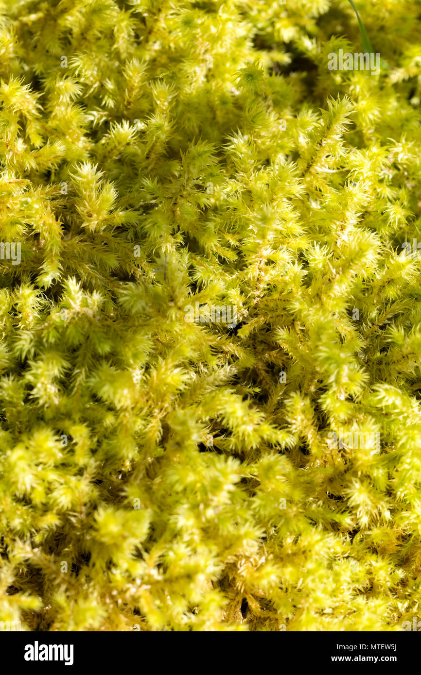 Sphagnum Moss or Peat Moss Stock Photo Alamy