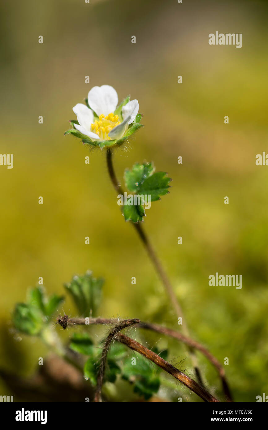 Wild Strawberry flower Stock Photo - Alamy