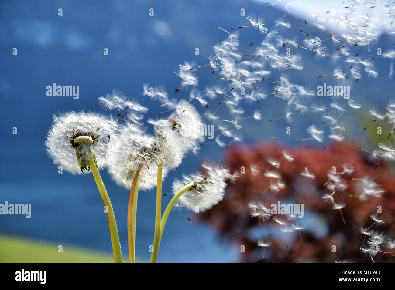 Dandelion in motion due to wind Stock Photo Alamy