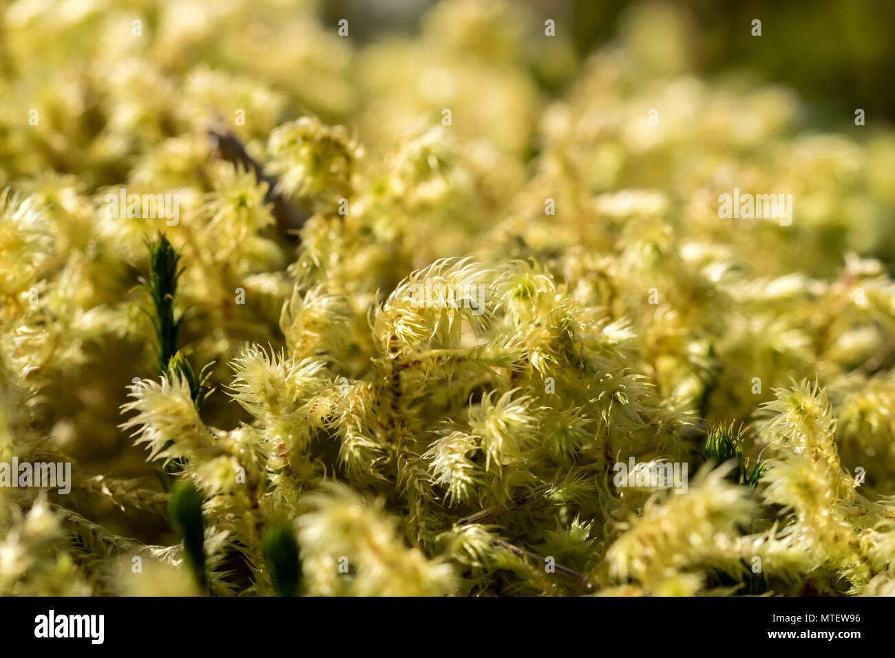 535 Sphagnum Moss Stock Photos, High-Res Pictures, and Images - Getty Images