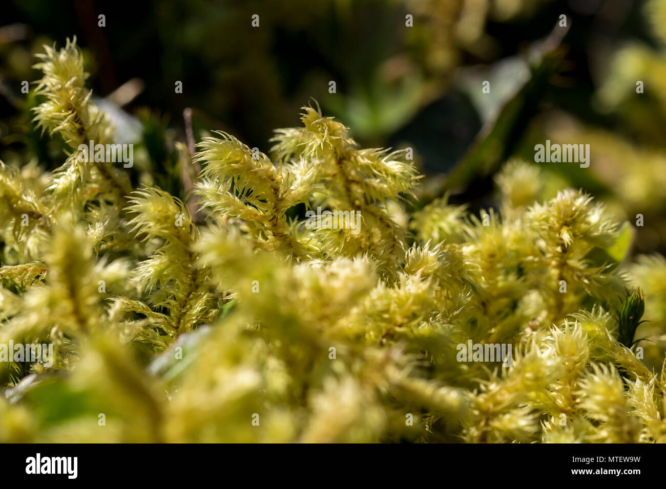 Sphagnum Moss or Peat Moss Stock Photo Alamy
