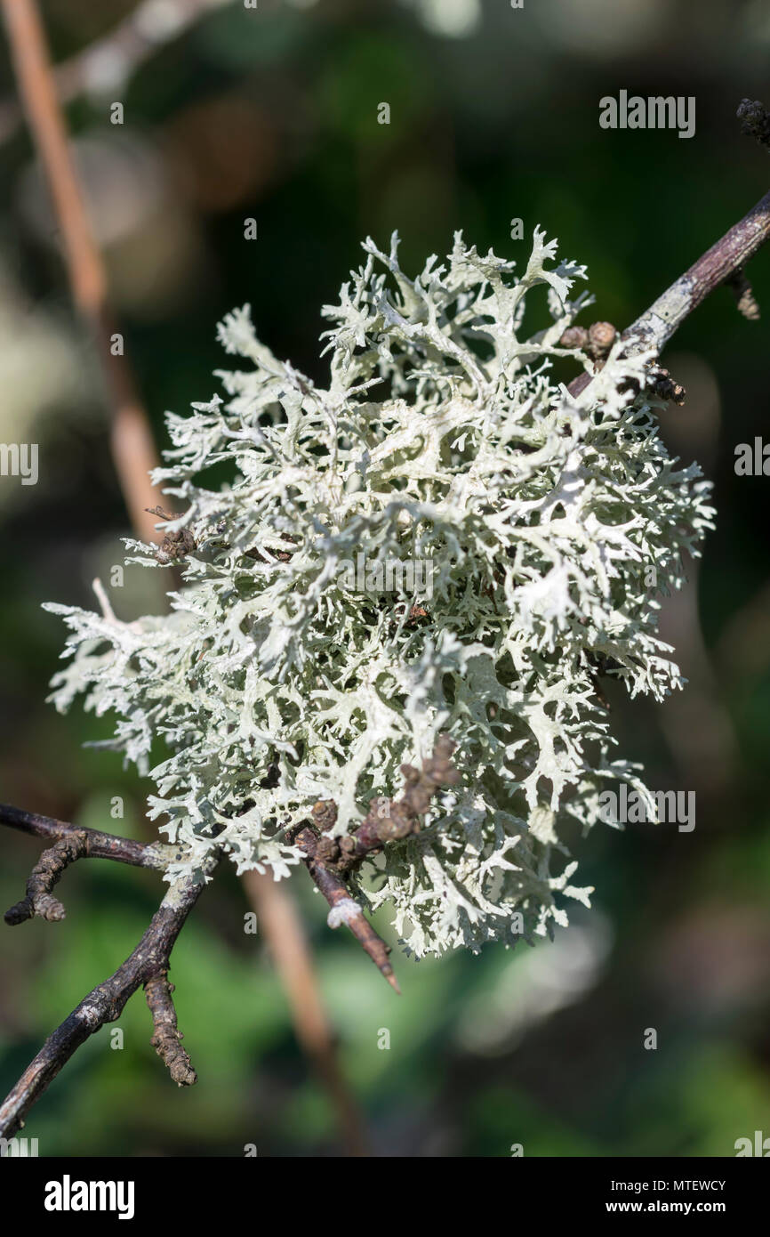 Oak Moss Evernia prunastri Stock Photo