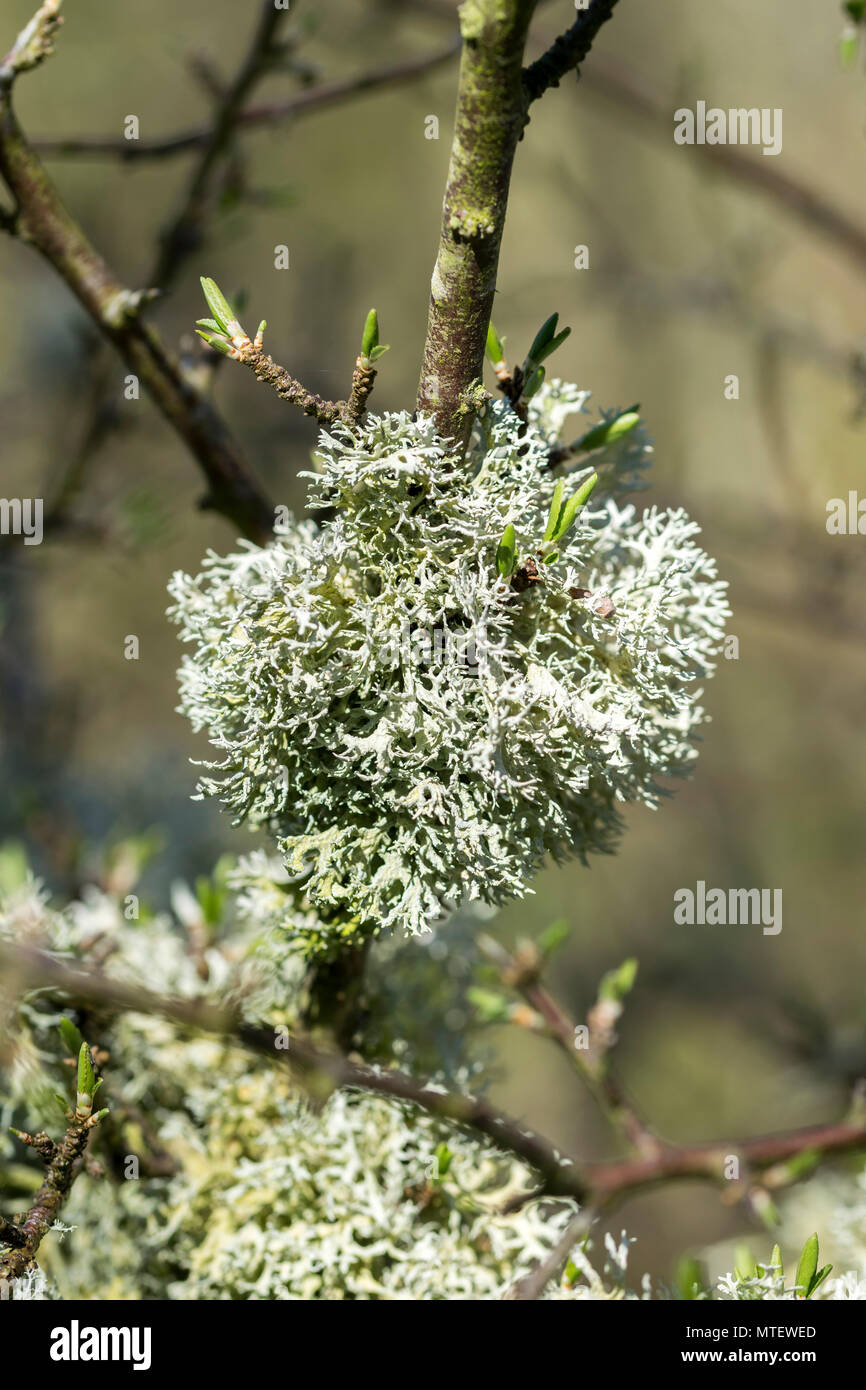Oak Moss Evernia prunastri Stock Photo