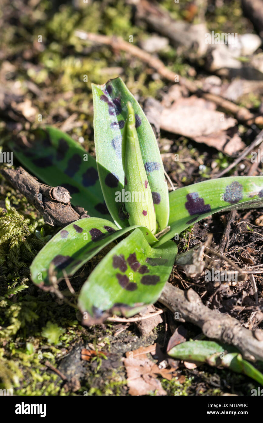 Early Purple Orchid emerging in spring showing spotted leaves Stock Photo