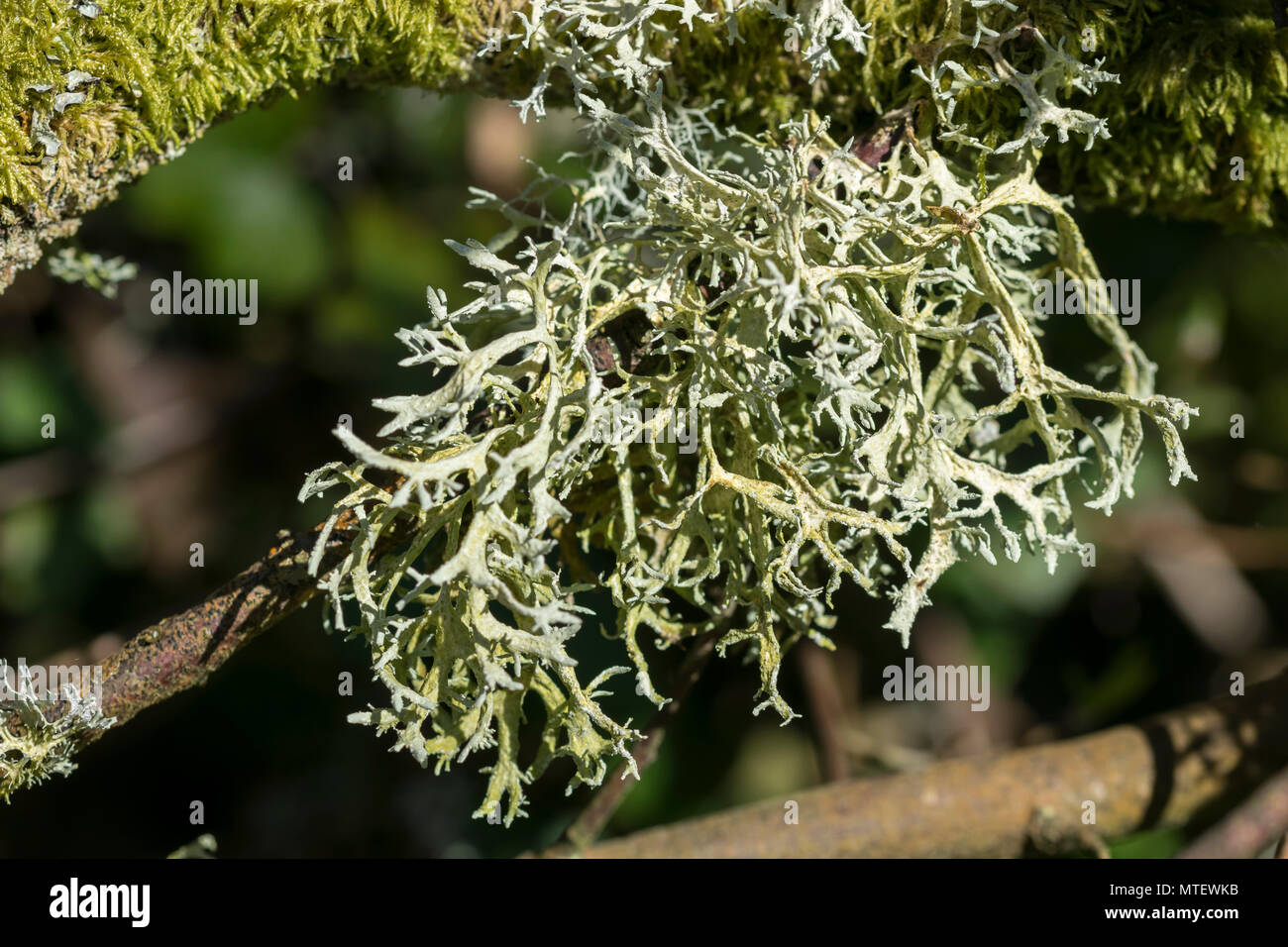 Oak Moss Evernia prunastri Stock Photo
