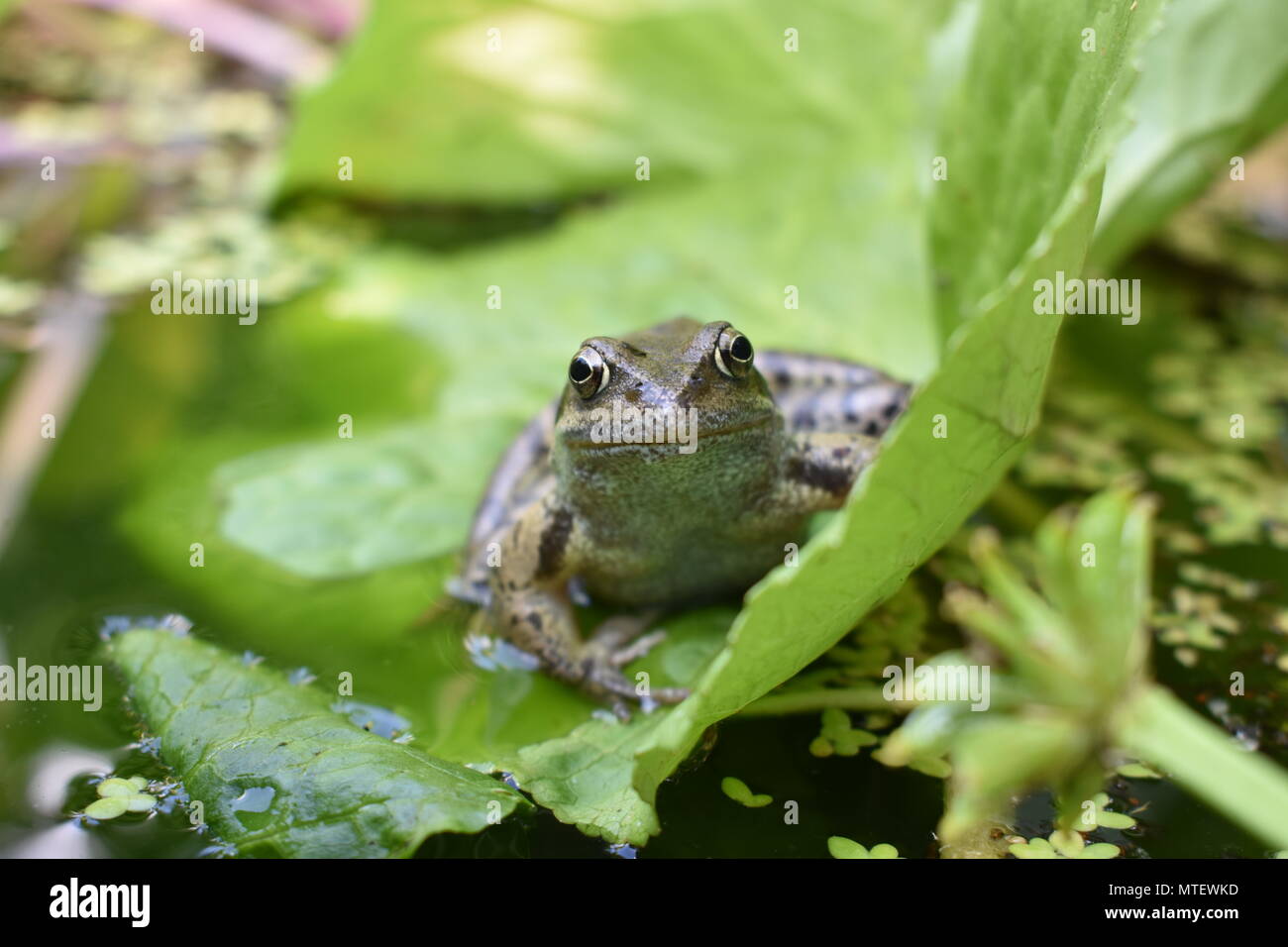 Frog in a local pond Stock Photo
