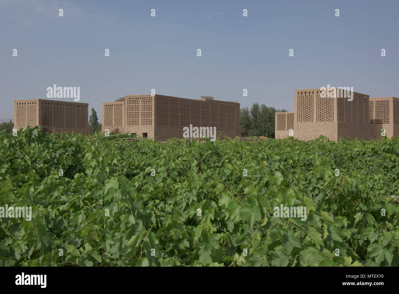 Grape drying huts known as chunche, Turpan, Xinjiang, China Stock Photo