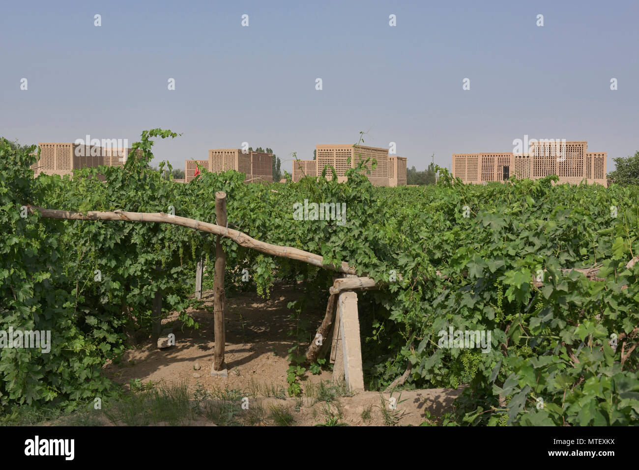 Grape drying huts known as chunche, Turpan, Xinjiang, China Stock Photo