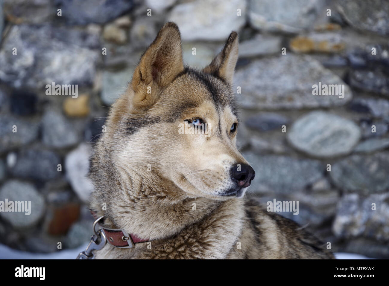 Wall eyed dog hires stock photography and images Alamy