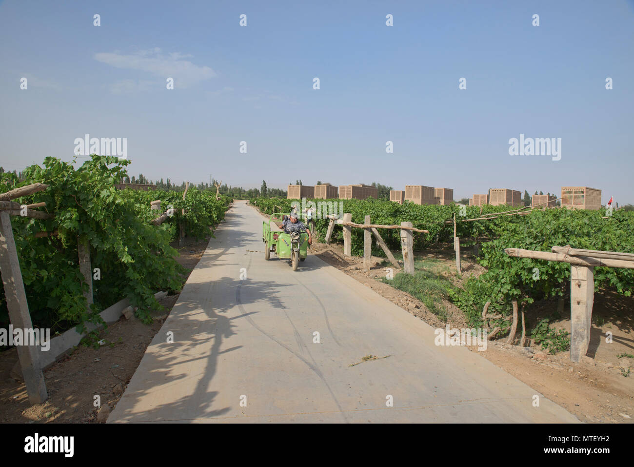 The grape fields of Turpan, Xinjiang, China Stock Photo