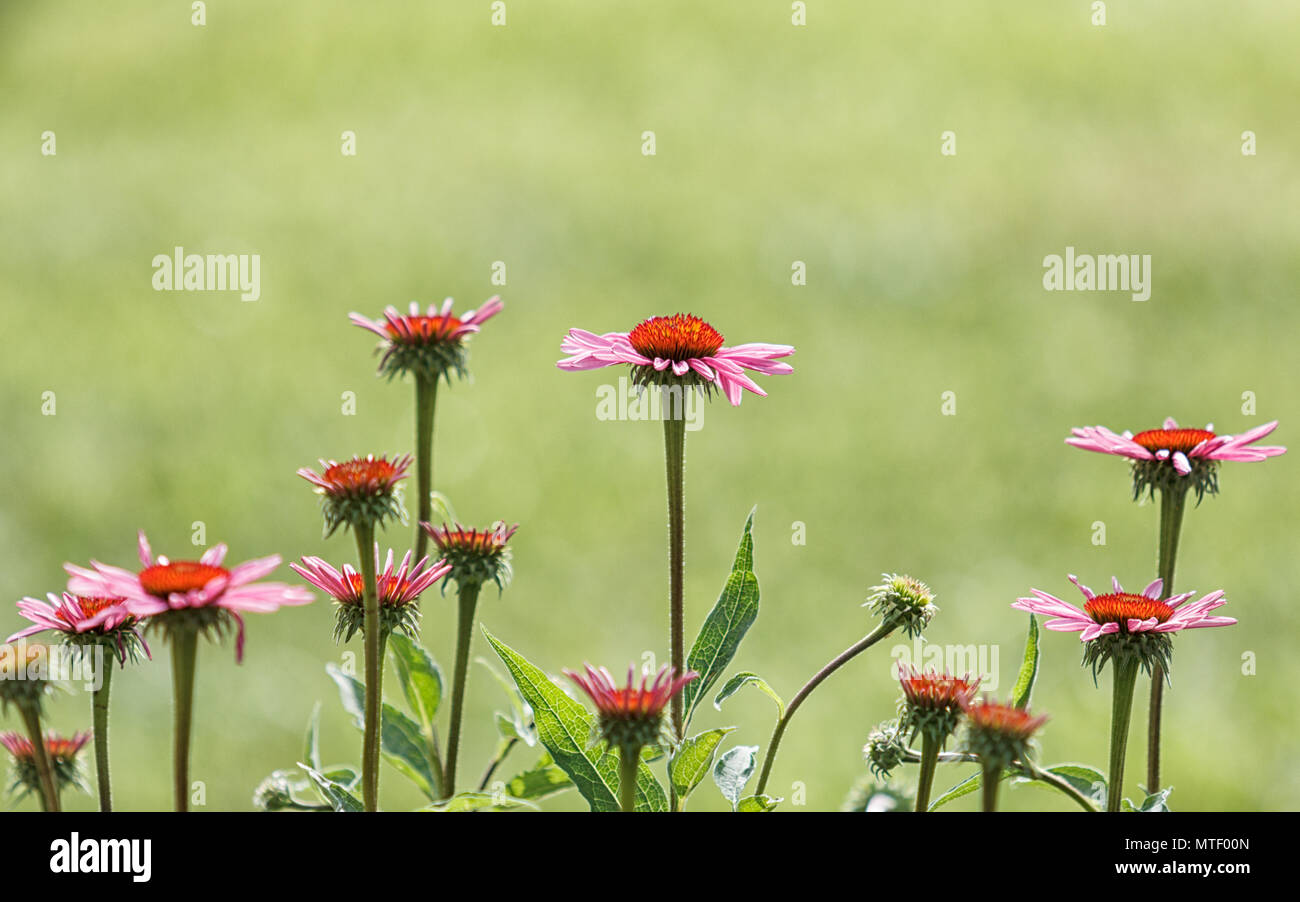 Cone Flowers in Bloom Stock Photo Alamy