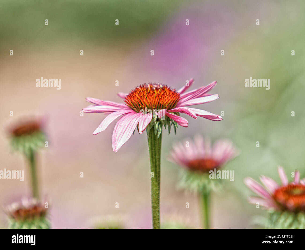 Cone Flowers in Bloom Stock Photo Alamy