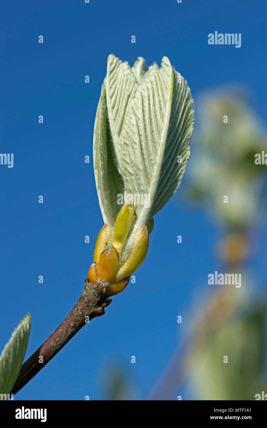 New young leaves of common whitebeam, Sorbus aria, unfolding in early spring, April Stock Photo