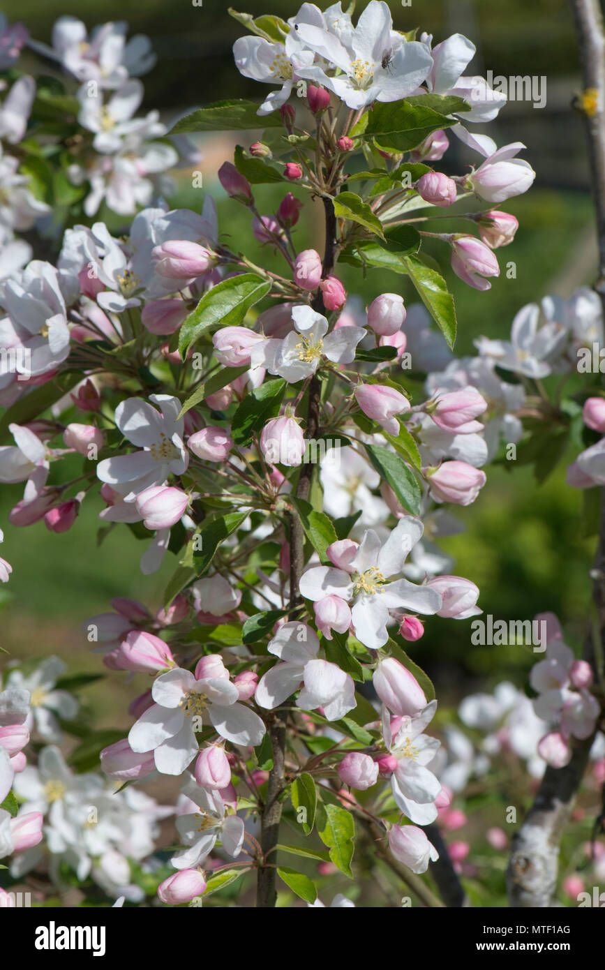 A young crab apple tree, Malus 'John Downie' in full blossom on a fine spring day, Berkshire, May Stock Photo