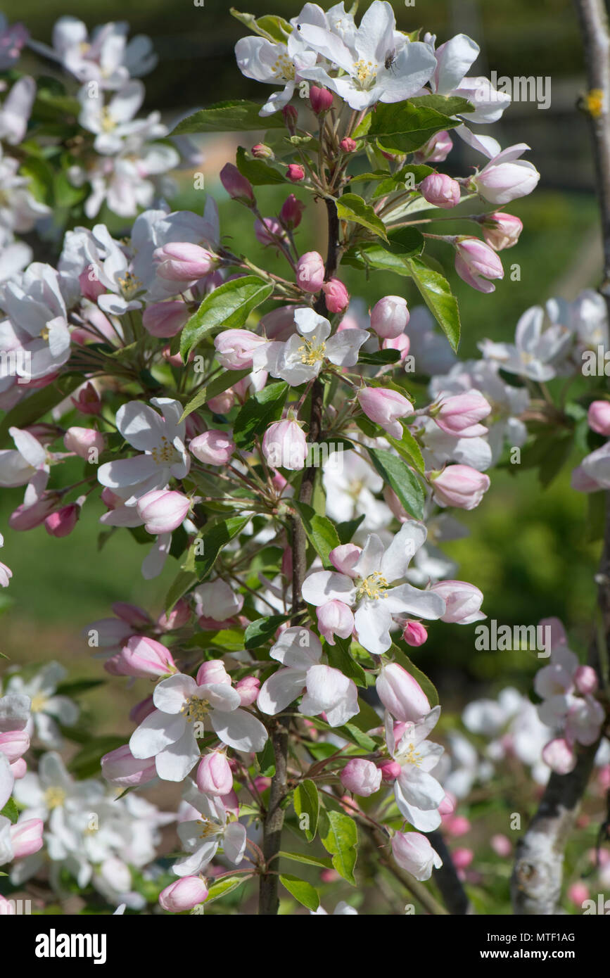 A Young Crab Apple Tree Malus John Downie In Full Blossom On A Fine A Young Crab Apple Tree Malus John Downie In Full Blossom On A Fine