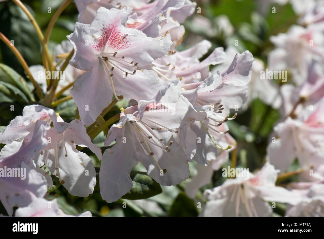 Flowers and leaves on Rhododendron 'Cunningham White', slight pink flowers on this spring flowerinf ericaceous shrub, Berkshire, May Stock Photo