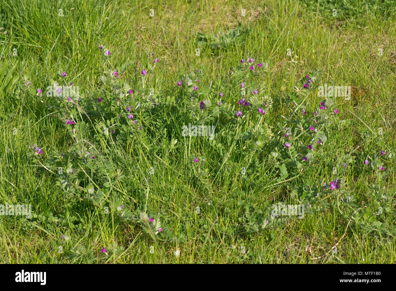 Common vetch, Vicia sativa, with magenta flowers flowering in rough grassland, berkshire, May Stock Photo