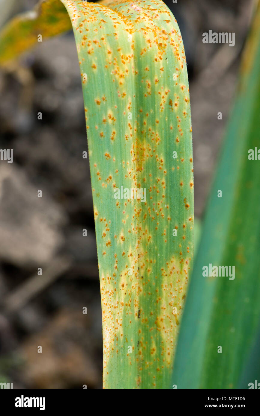 Leek rust, Puccinia allii (syn P. porri), fungal disease infection and orange pustules on leaves of leek, May Stock Photo