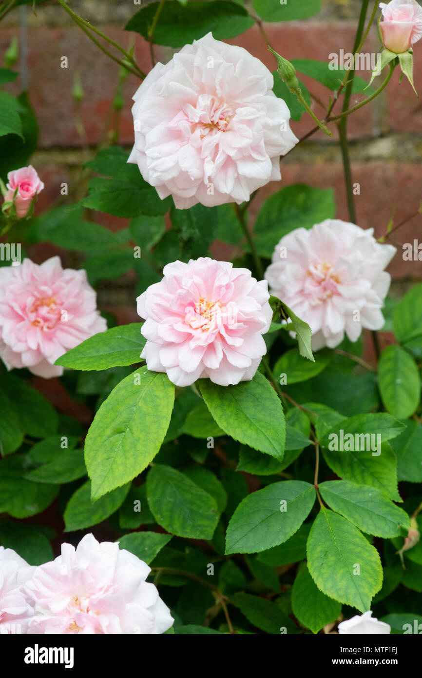 Rosa. Pink climbing Rose 'Cecile brunner' flower against a brick wall Stock Photo