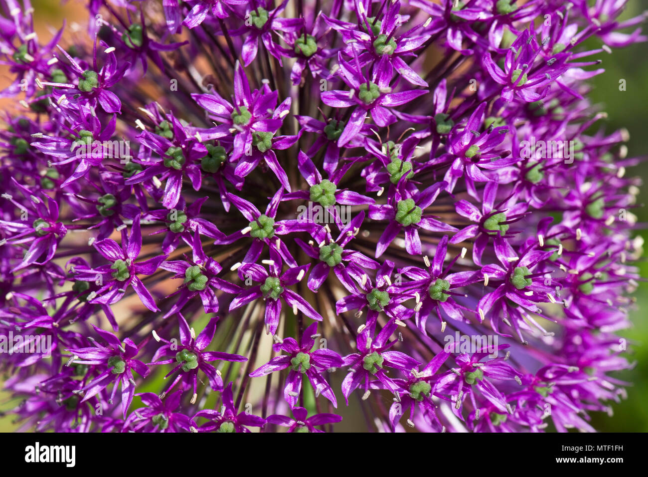 Spherical flowerheads of Allium 'Purple Sensation' tall bulbous perennial garden plants, May Stock Photo