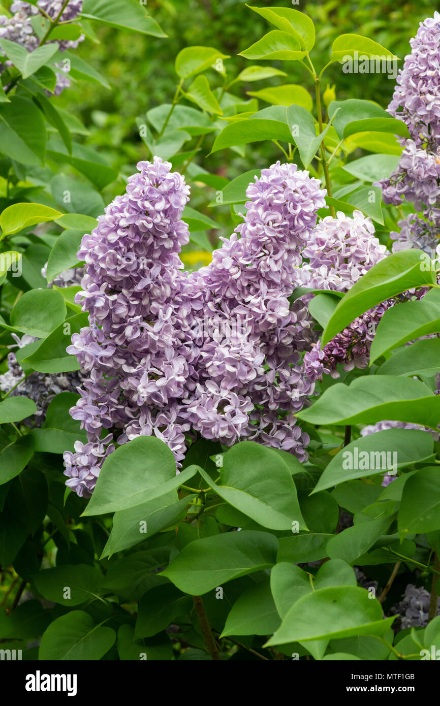 Syringa vulgaris ‘Fale baltyku'. Lilac flowering in spring. UK Stock