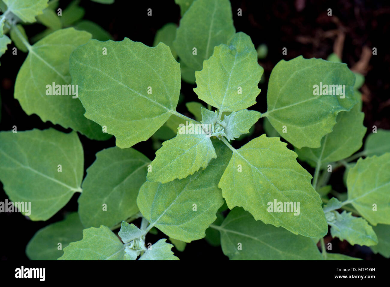 Fat-hen or lamb's quarters, Chenopodium album, young plants of annual arable and garden weed, May Stock Photo