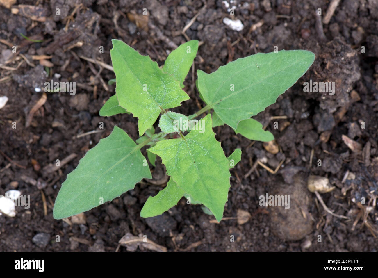 Common orache, Atriplex patula, young plant with true leaves germinating and greowing in waste ground, May Stock Photo