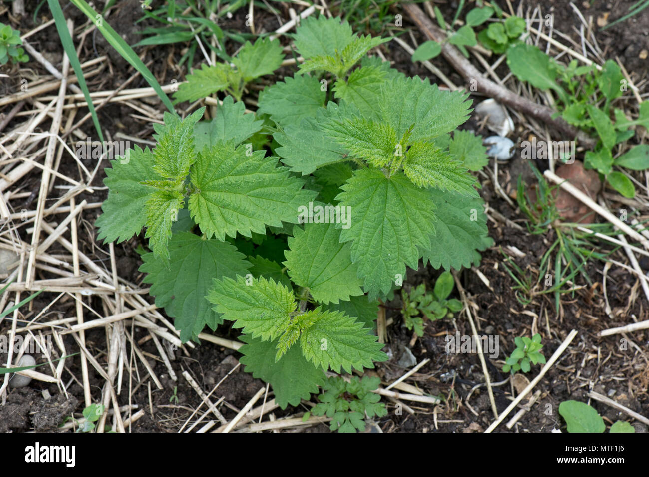 Stinging nettle, Urtica dioica, grow strongly from a root shoot in spring, Berkshire, May Stock Photo