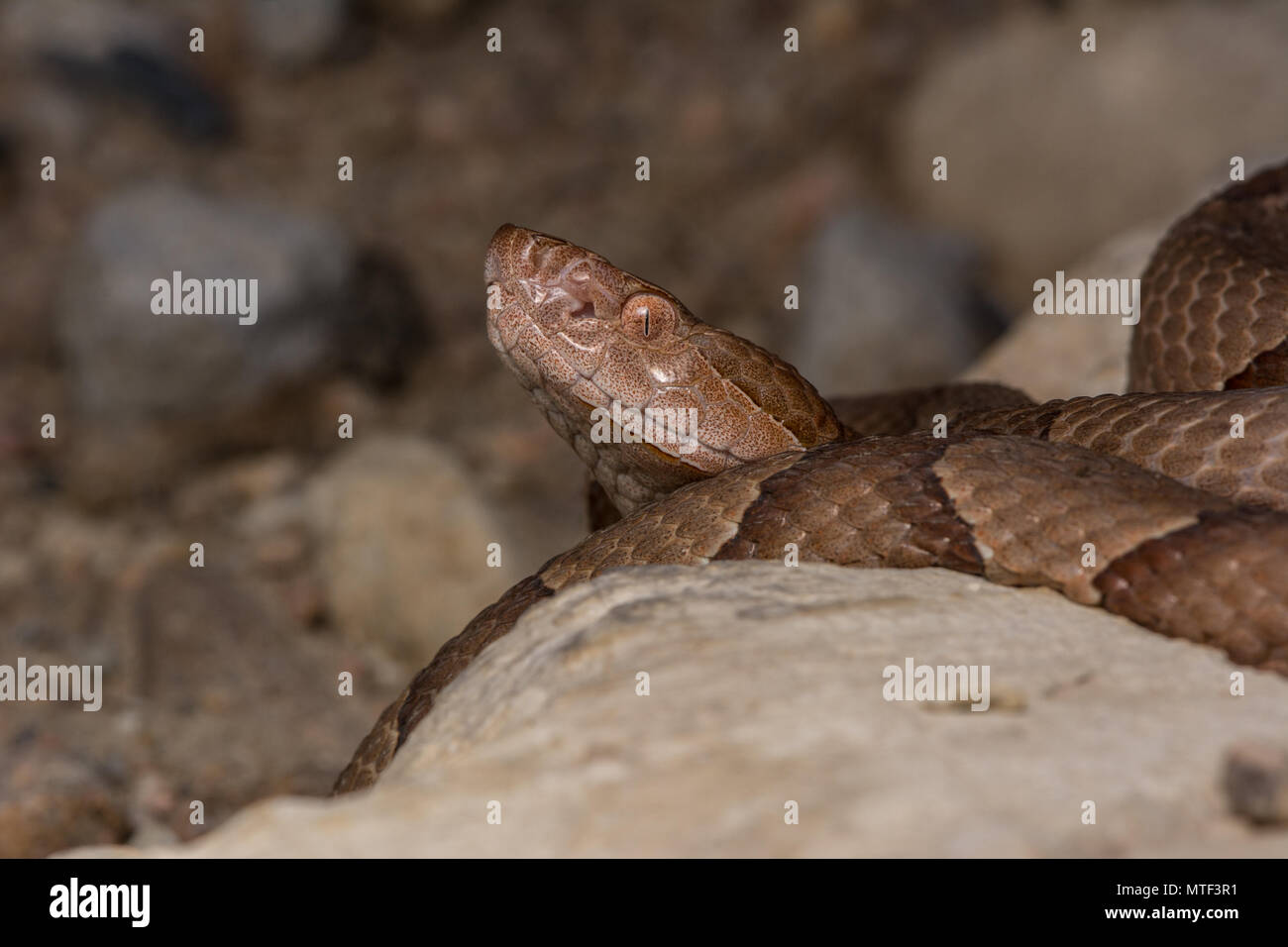 Northern Copperhead (Agkistrodon contortrix) from Gage County, Nebraska