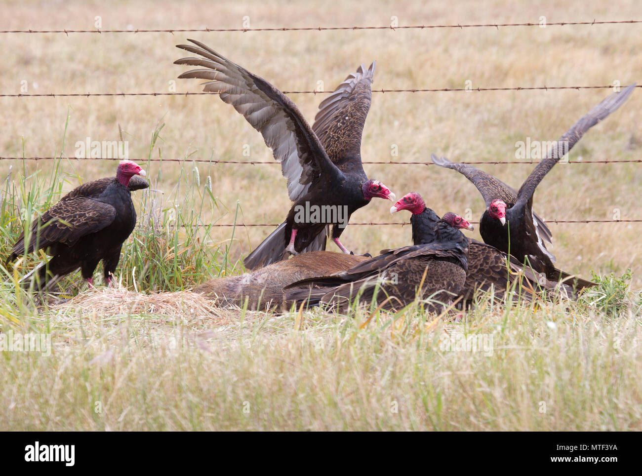 Five turkey vultures on a pig carcass hires stock photography and