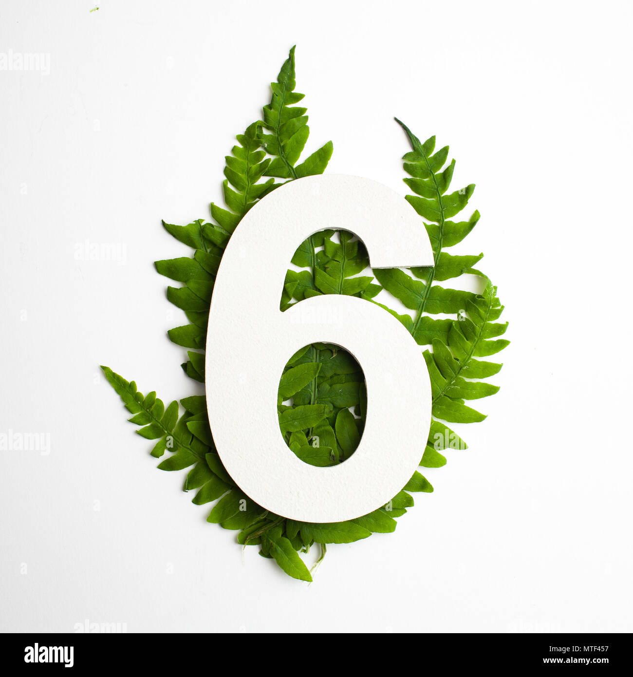 Floral number six. Beautiful green leaves and fern foliage numbers ...