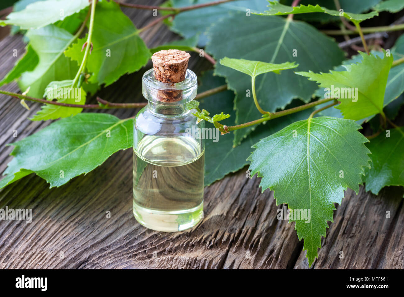 A bottle of essential oil with fresh birch branches Stock Photo
