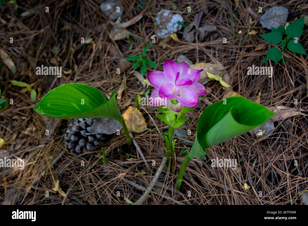 Wild Turmeric Pink Flower Stock Photo