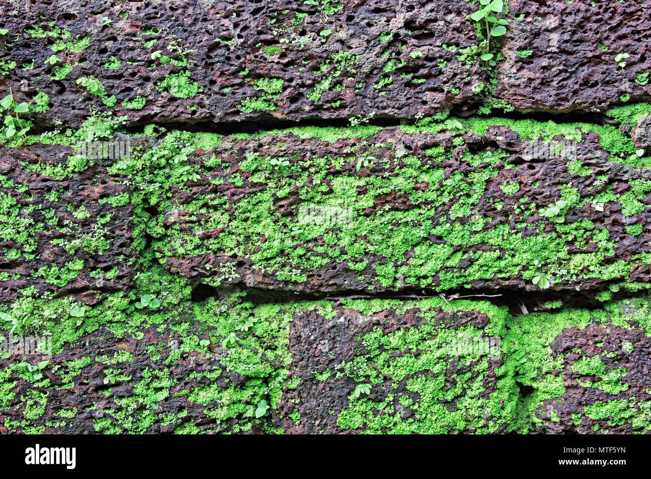 Close up of laterite stone brick wall with moss and grass growth creating vivid textures on the face Stock Photo