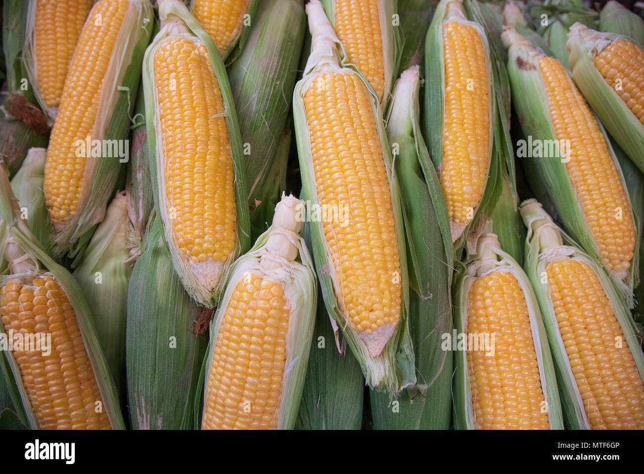 Fresh nears of golden yellow corn for sale at local fresh vegetable