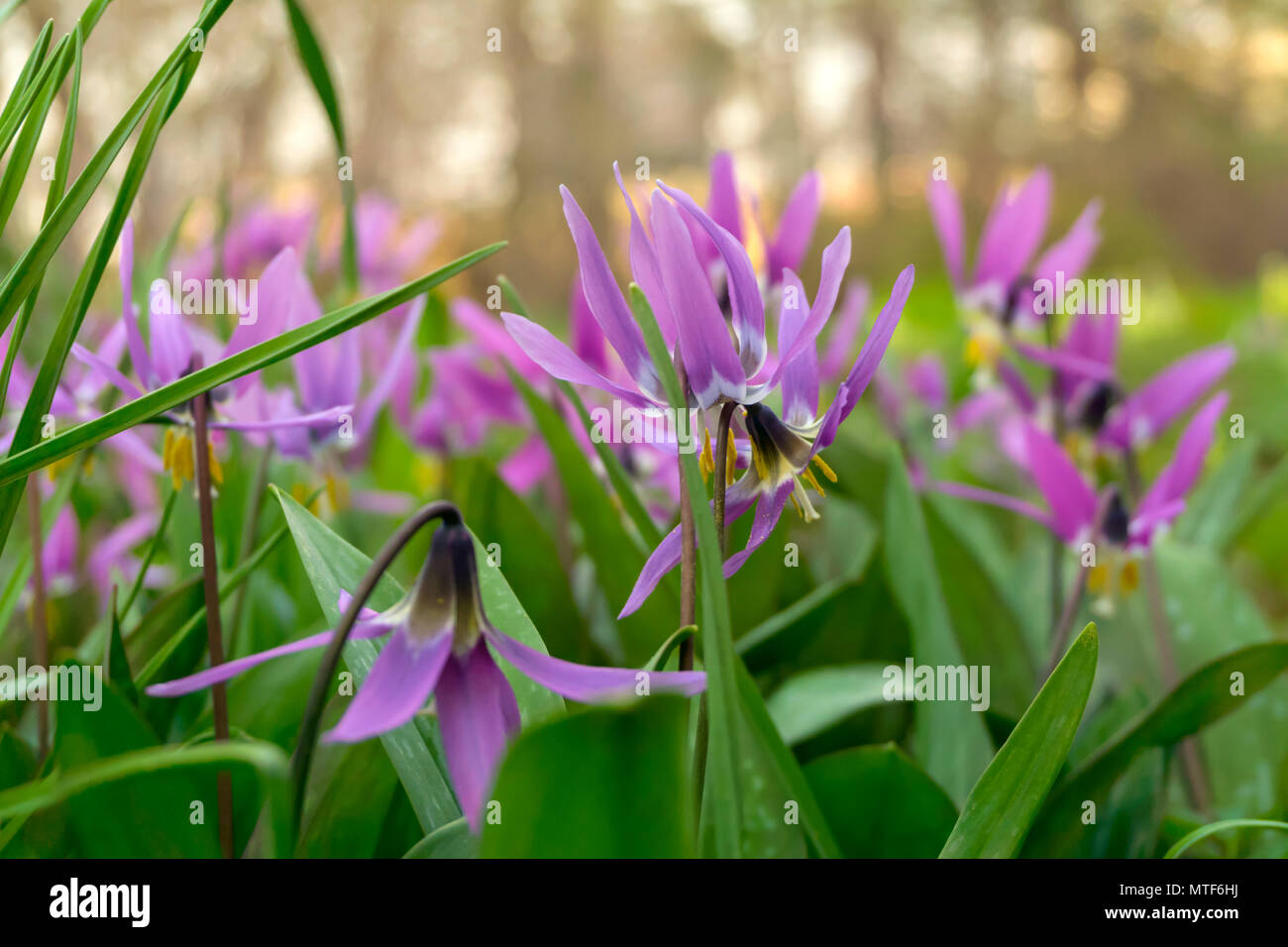gently purple flowers of Siberian Fawn Lily in soft evening light Stock Photo