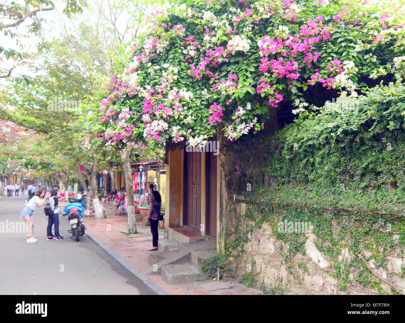 HOI AN, VIETNAM - 17TH MARCH 2018: Tourist posing in front of blooming magenta and white bougainvillea at a house gate in Hoi An Stock Photo
