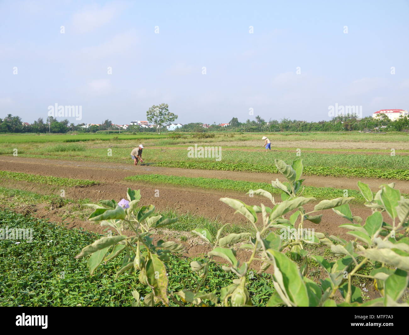 HOI AN, VIETNAM - 18TH MARCH 2018: Farmers working,raking, watering by hands in peanut field early morning in Hoi An Stock Photo
