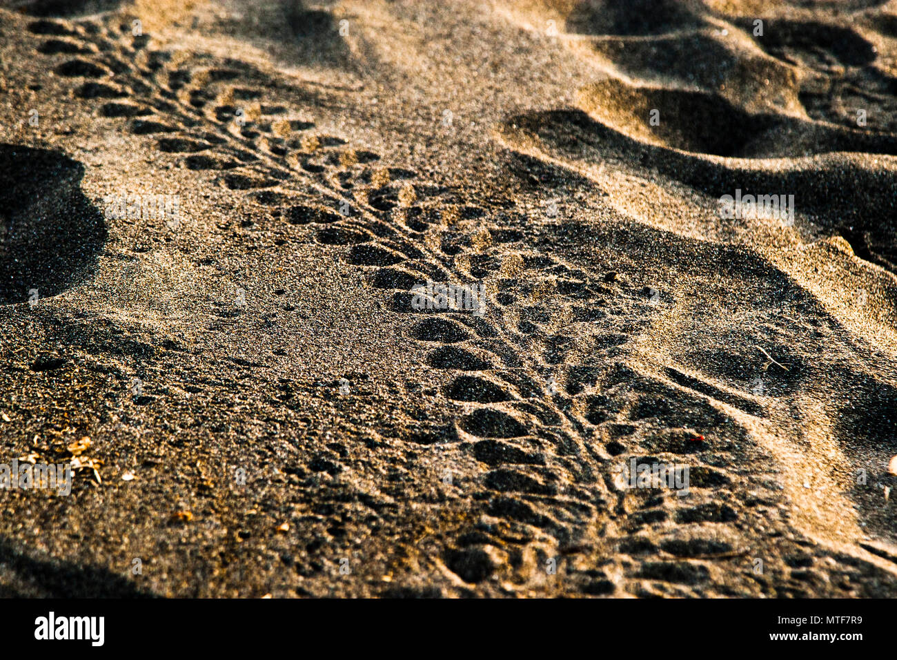Traces of the newly hatched sea turtles on the beach. Biosphere citizen science project for sea turtles protection in Costa Rica. Tracks on the beach. Even human footprints can be a difficult obstacle to overcome. Clearly visible are the fin prints and the keel under the carapace. It provides good hydrodynamics in the water Stock Photo